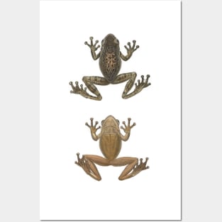 Cuban Tree Frog Vintage Antique Scientific Drawing Posters and Art